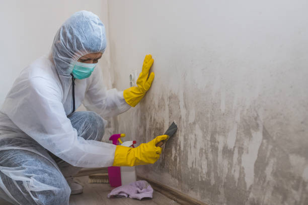 Best Water Damage & Mold Remediation  in Los Fresnos, TX