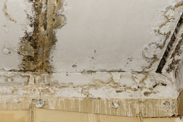 Best Air Quality Testing for Mold Spores  in Los Fresnos, TX